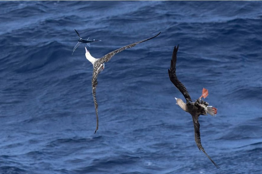 Picture of two birds flying over the ocean, one about to catch a fish
