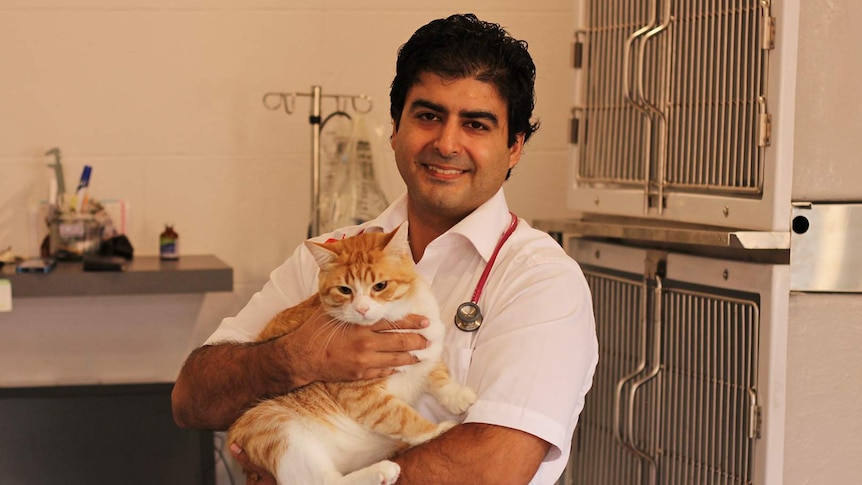 A veterinarian wearing a stethoscope holds a cat inside a cat clinic.