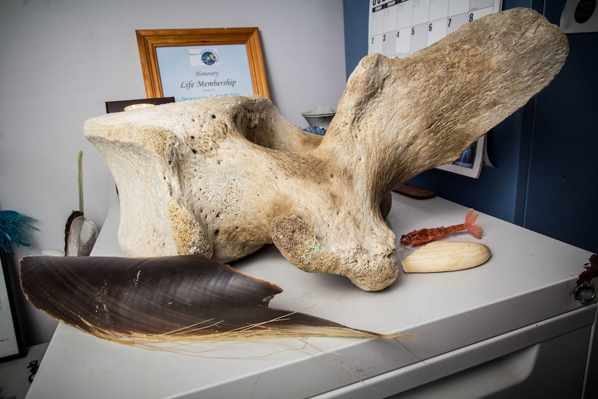 Whale baleen and bone sit on a bench.