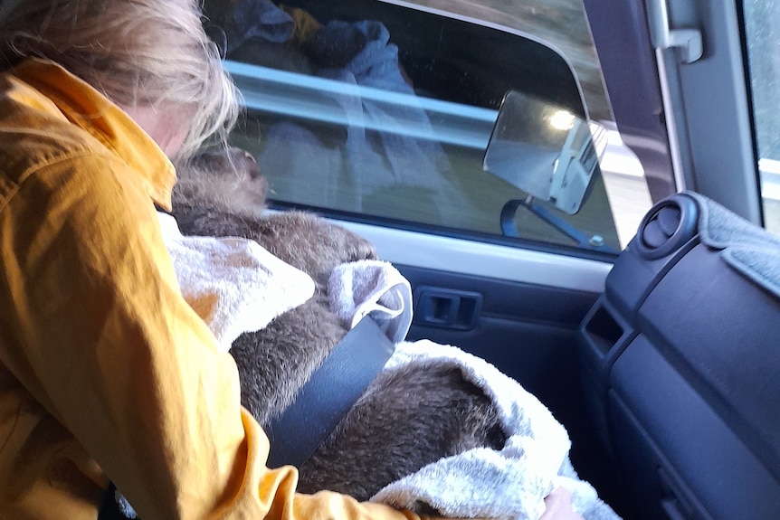 Woman in front passenger seat of a moving car nurses injured wombat wrapped in a towel. Both are strapped in with seatbelt