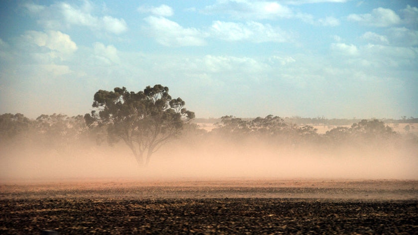 Heat and strong winds damage grain crops - file photo