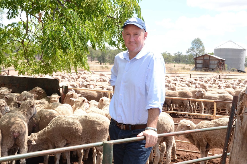 A man leans on a fence in a sheep yard full of sheep.