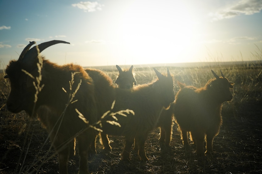 The sunlight streams over a her of yaks grazing on barren land.