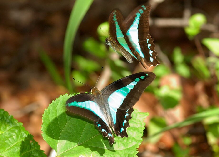 Butterfly numbers in Queensland soar in hot and humid conditions after