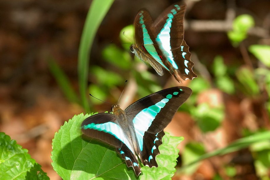 Two butterflies with large blue markings on and flying next to a leaf