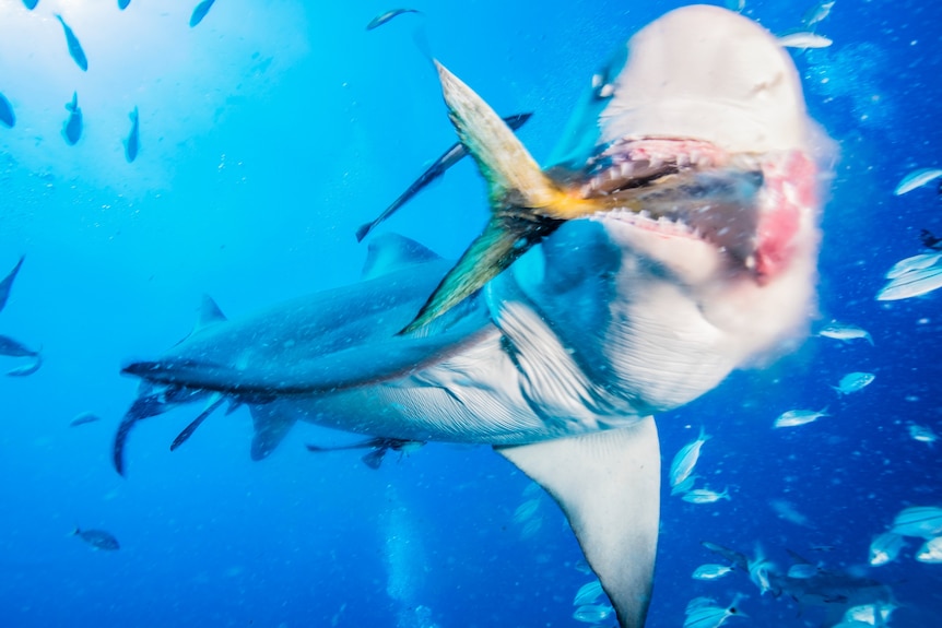 A shark eating a fish