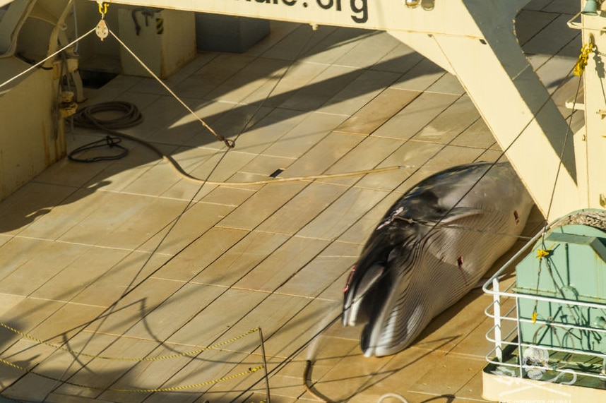 A dead minke whale on the deck of a ship.