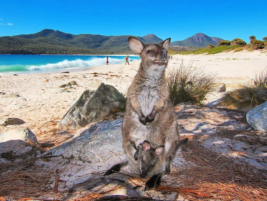 Wallaby and joey beside beach with azure water