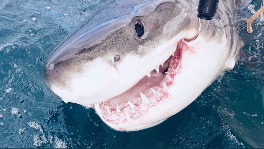 A shark with a hook in its mouth.