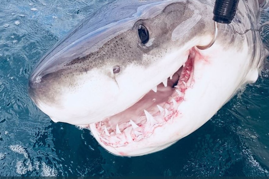 A shark with a hook in its mouth.