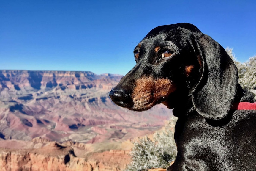 Schnitzel stands overlooking the Grand Canyon, US