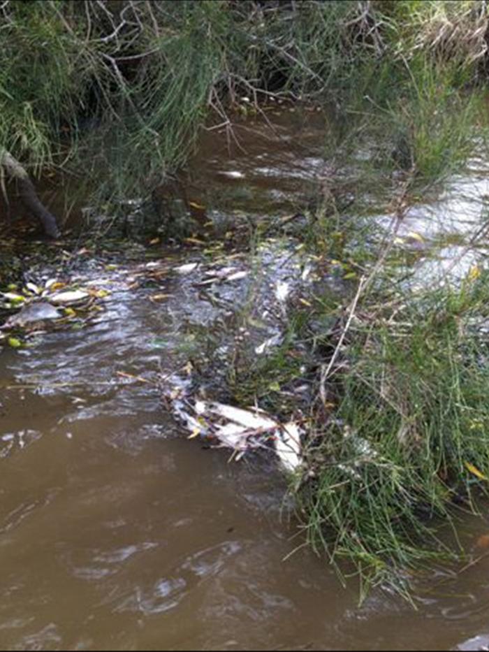 Floods blamed for fishkill - ABC News