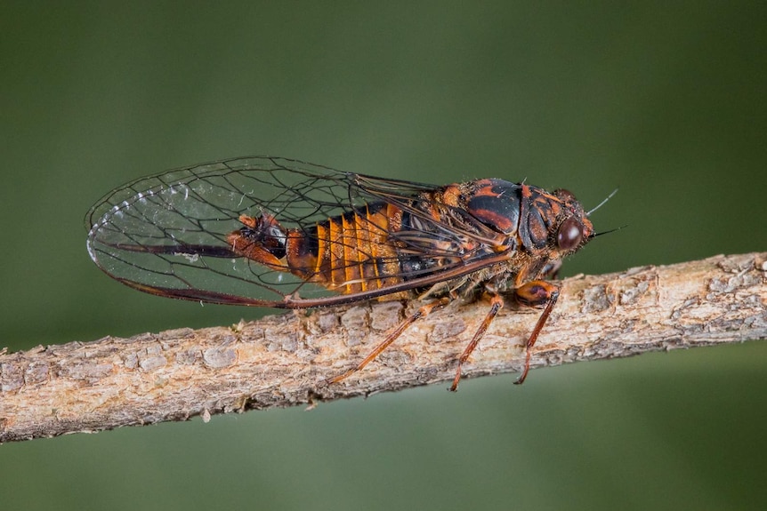 A Cumberland ambertail cicada sitting on a thin branch.