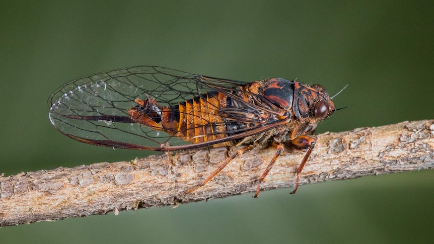 A Cumberland ambertail cicada sitting on a thin branch.