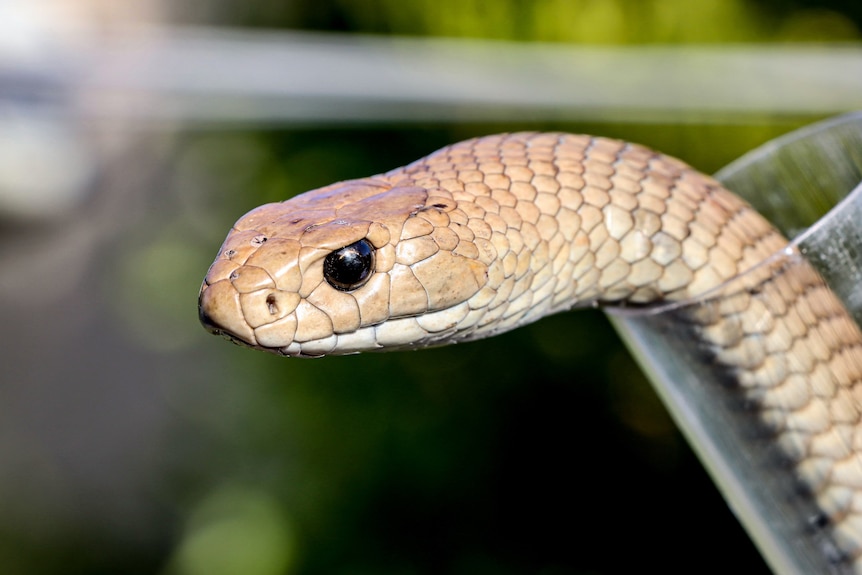 A close up of the head of an eastern brown snake.