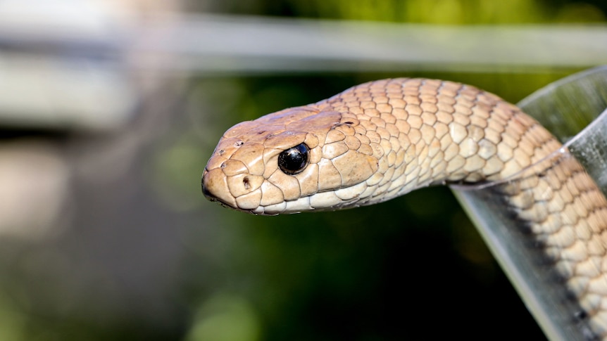 A close up of the head of an eastern brown snake.