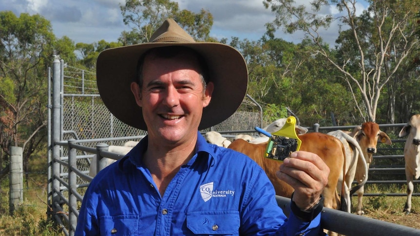 Professor David Swain holding a prototype of the modem-equipped cattle ear tag