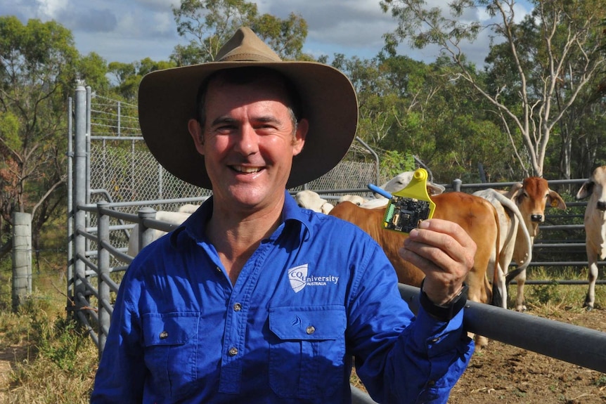 Professor David Swain holding a prototype of the modem-equipped cattle ear tag