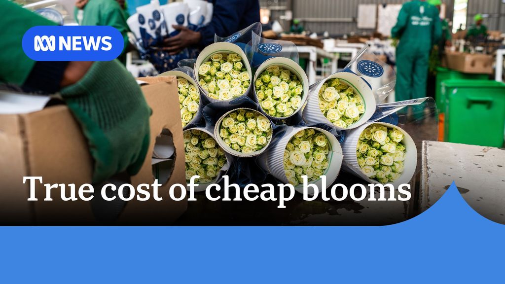 Uluru waterfalls spring to life due to heavy rainfall - ABC News