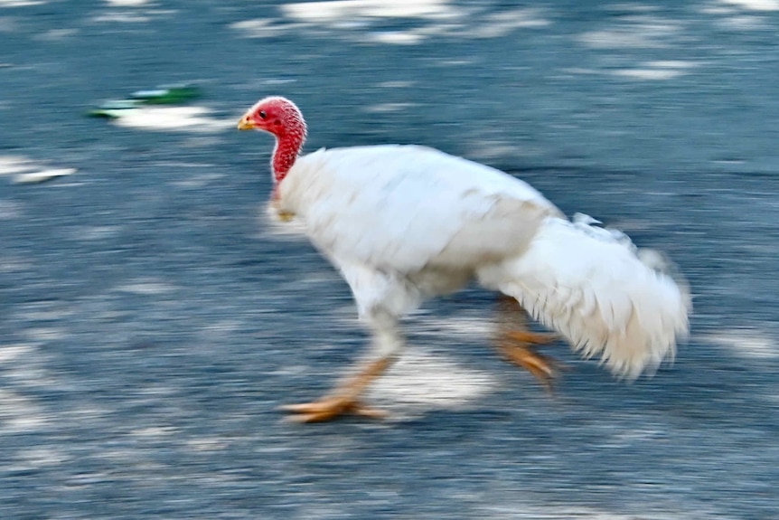 white brush turkey running across the road