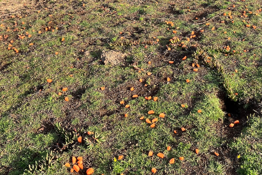 Chopped carrots lay on the ground near rabbit warrens on a cliff top overlooking the sea.
