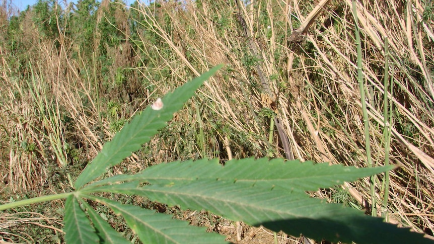 The hemp leaf