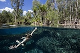 A young boy swims in a creek in Western Australia