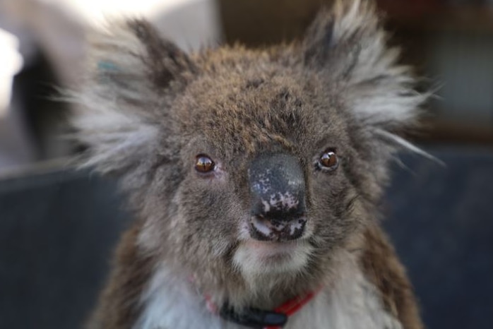 A rescued koala with a burned nose and a red collar on looks towards the camera.