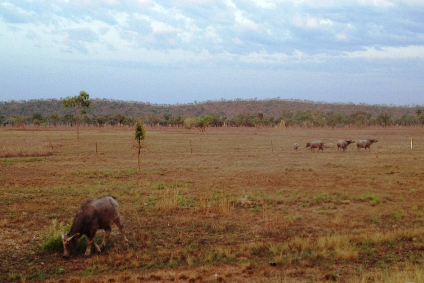 The Northern Territory Parks and Wildlife Commission is preparing for a feral buffalo cull operation.
