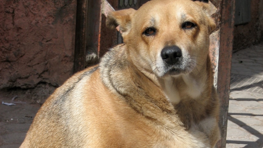 Overweight dogs are becoming a large problems for local vets.