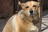 Overweight dogs are becoming a large problems for local vets.