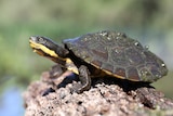 A close-up of a turtle sitting on a rock. It has brown and yellow coloring