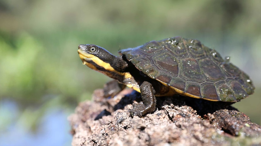 A close-up of a turtle sitting on a rock. It has brown and yellow coloring