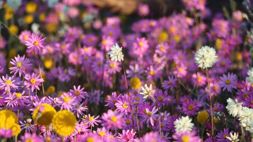 Wildflowers