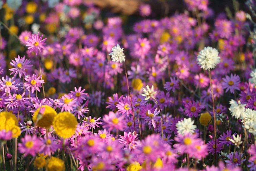 Colourful wildflowers.