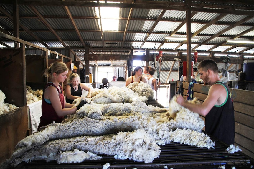 Workers with a fleece in a shearing shed in Longreach