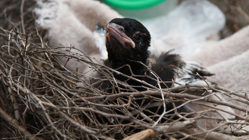 A baby magpie in a nest.