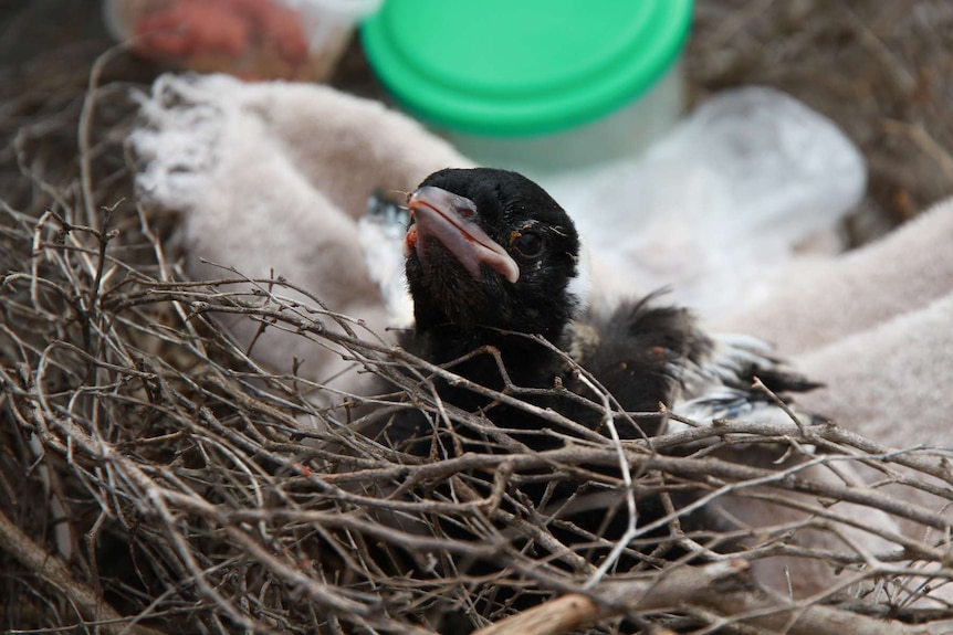 A baby magpie in a nest.