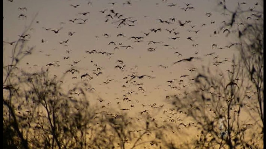 A 300,000-strong bat colony had been causing problems for locals in Gayndah since last year.