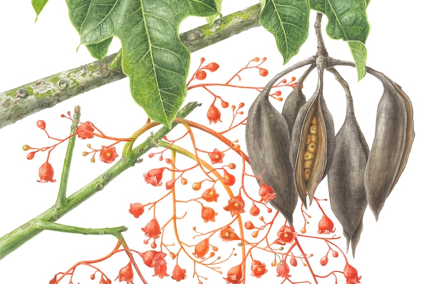 A painting of a branch with small red bell-shaped flowers, veiny leaves and a stem of long brown seed pods.