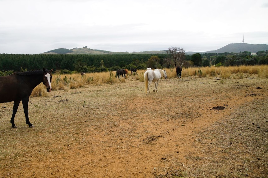 Horses roam around a paddock, with Telstra tower in the background.