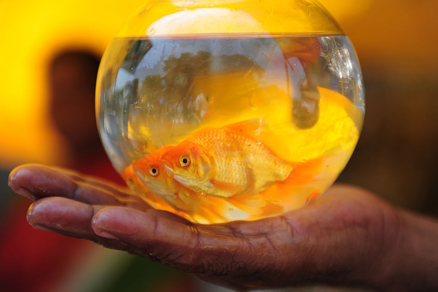 Two goldfish in a small bowl in the palm of a hand.