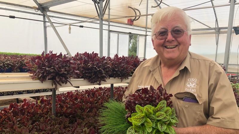 A man is holding a bunch of purple and green micro herbs in a greenhouse.