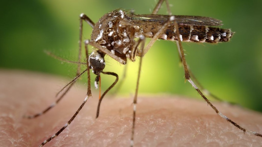 A female Aedes aegypti mosquito bites someone's skin.