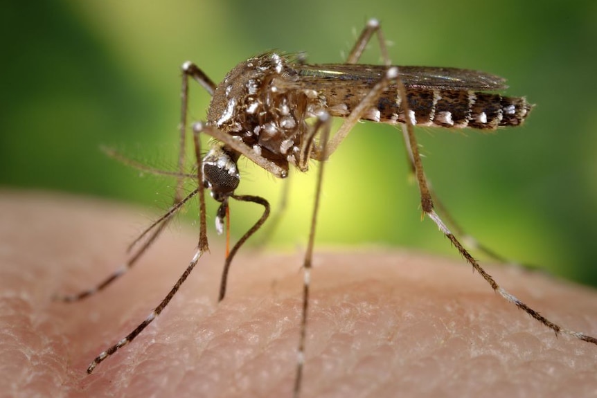 A female Aedes aegypti mosquito bites someone's skin.