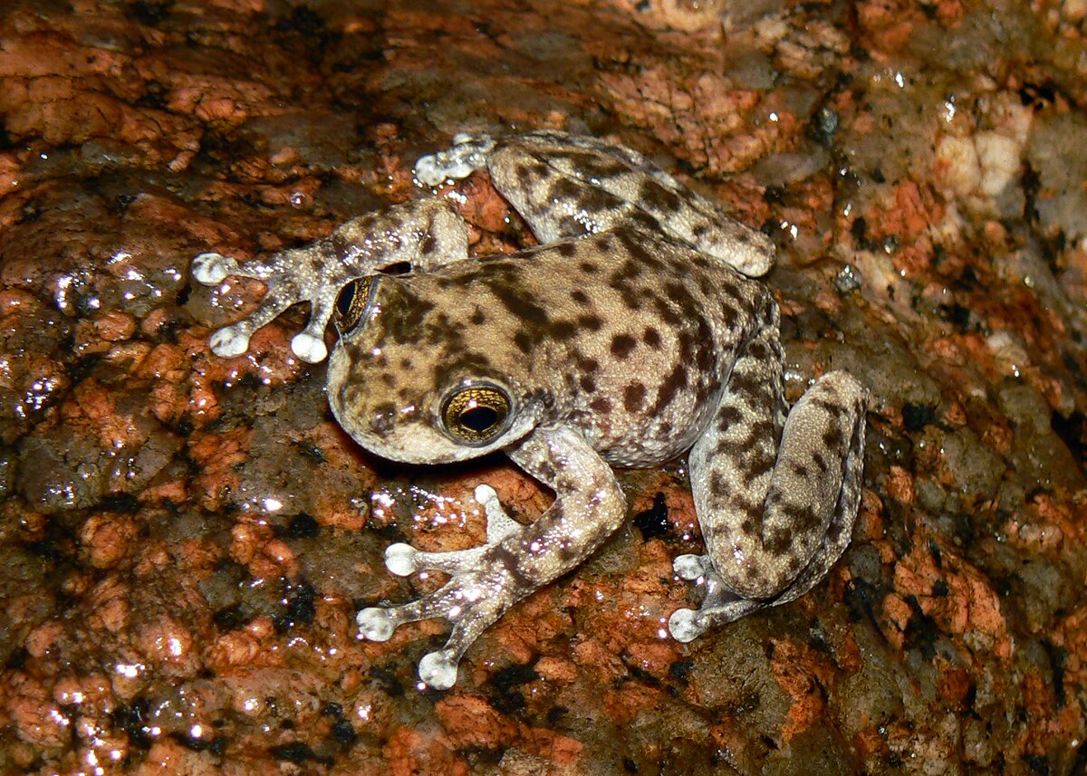 A mottled light grey and brown frog is on a red-brown rock