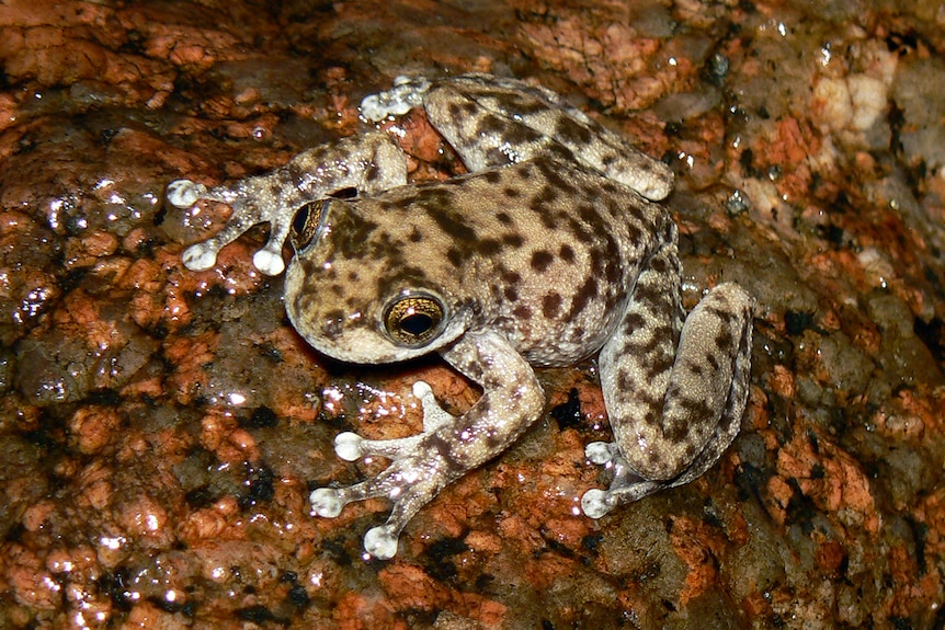 A mottled light grey and brown frog is on a red-brown rock