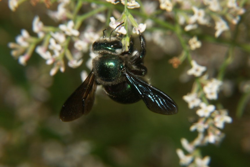 A metallic green bee on a flower.