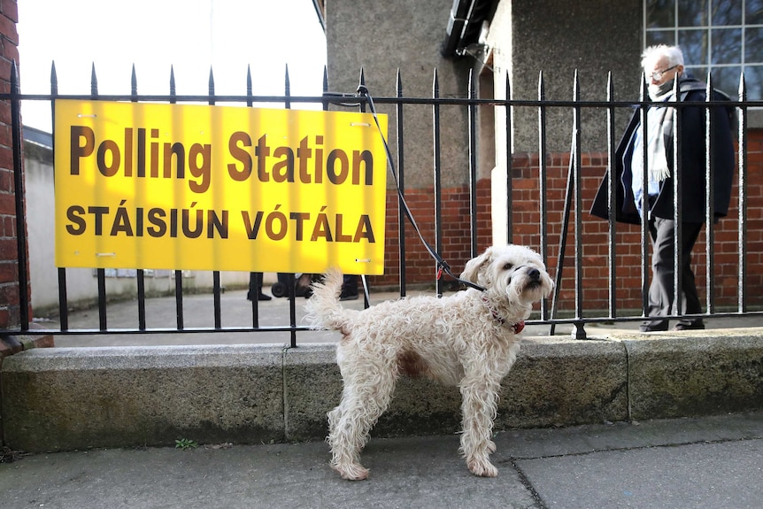 A fluffy dog is tied up in front of a fence with a bright yellow sign reading 'polling station'.