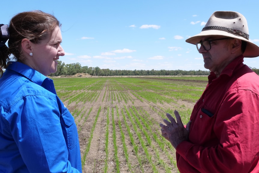 A woman and a man talk to each other in front of rice crop. 